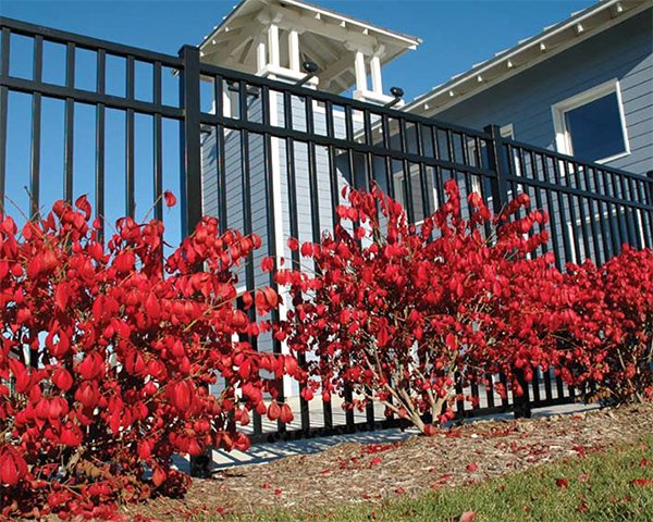 Black aluminum fence behind red bushes