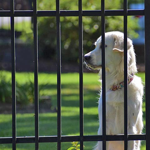 Dog Fences