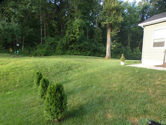 Sloped backyard in Eureka before the fence, with a mown lawn, a few young evergreens and a wooded back edge